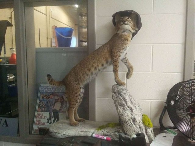 A mounted bobcat in a classroom.
