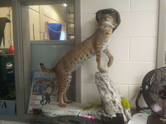 Taxidermy of a bobcat